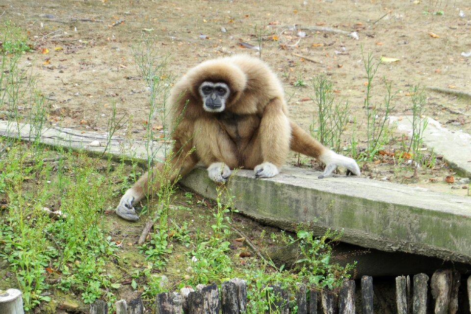Nature animal mammal