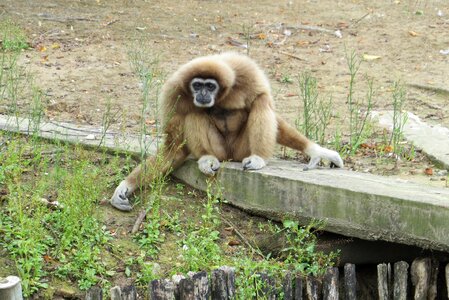 Nature animal mammal