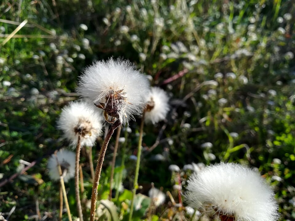 Seed dandelion angels flying