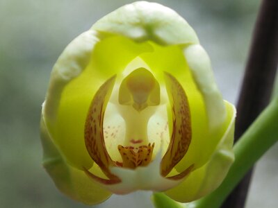 Close up butterfly orchid phalaenopsis orchid photo