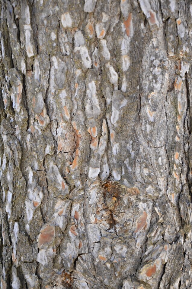 Rough log in pattern