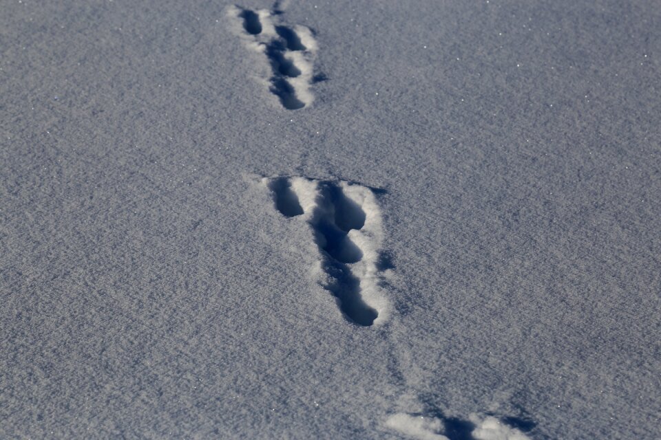 Winter ice footprint
