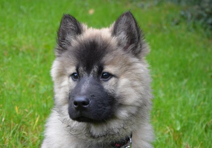 Dog eurasier mammal cute
