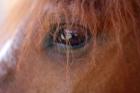 Closeup animal