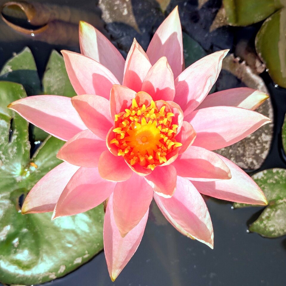 Aquatic flower