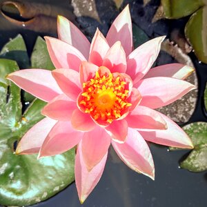 Aquatic flower