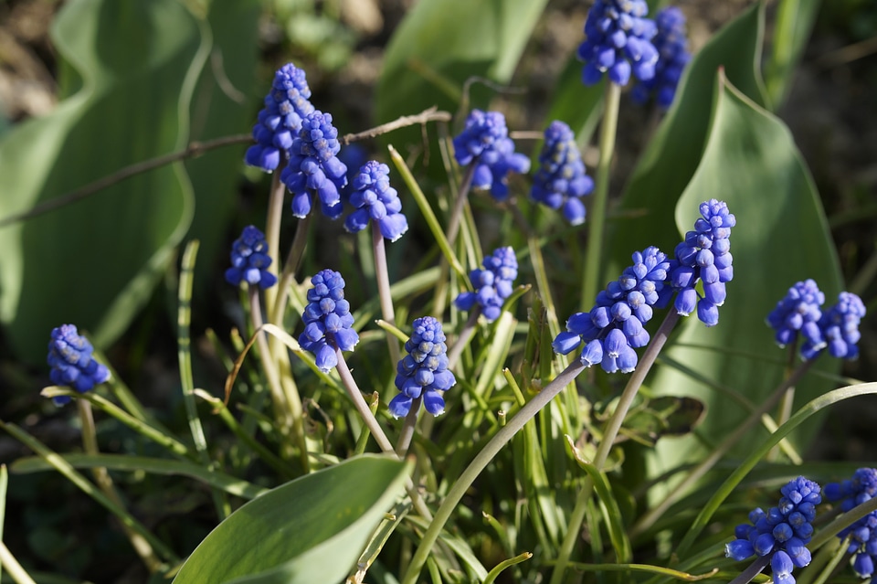 Garden plant inflorescences bloom