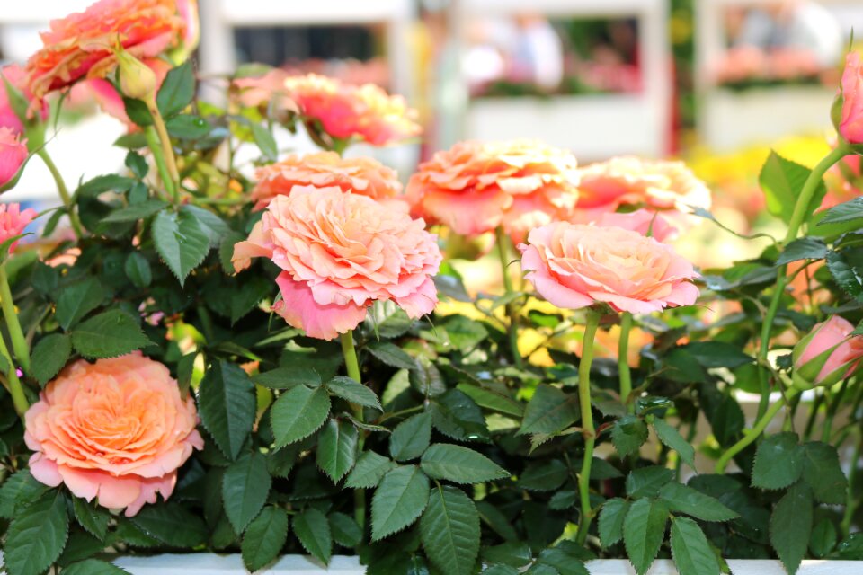 Saigon spring Free photos