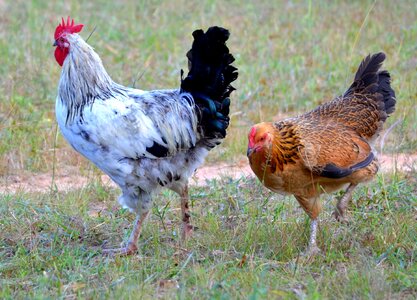 Cockerel animal photo