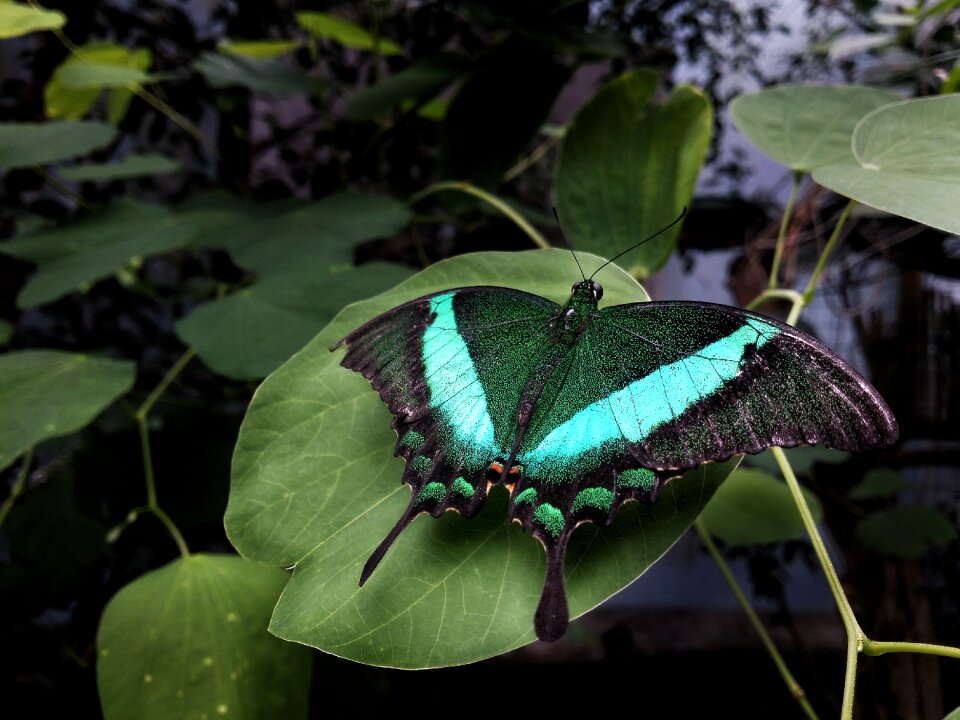 Outdoors leaf invertebrate photo