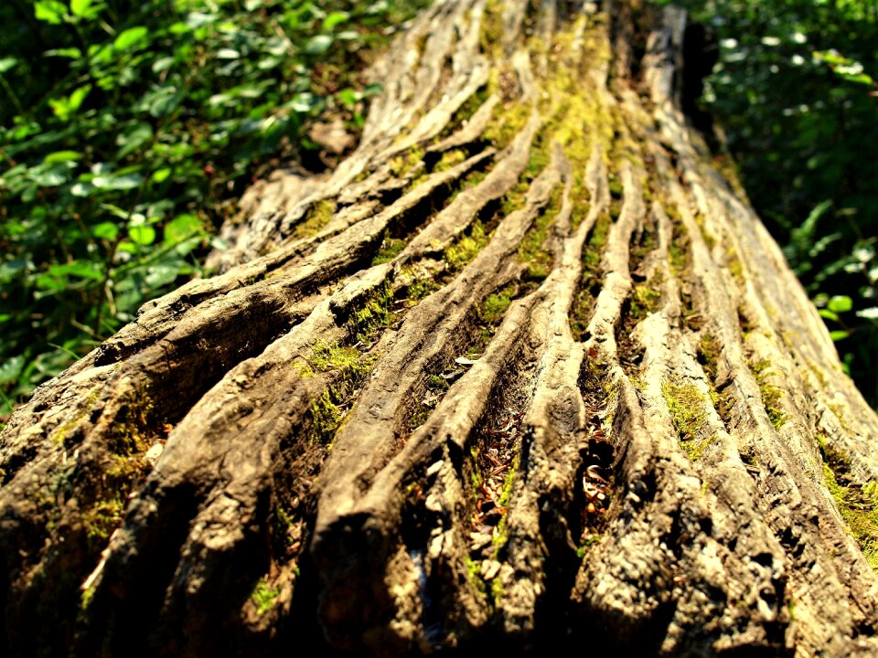 Flora outdoors root