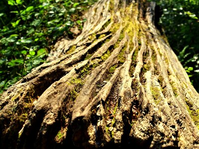 Flora outdoors root