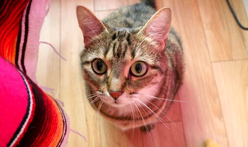Portrait cat pet