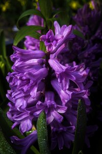 Garden summer lilac nature photo