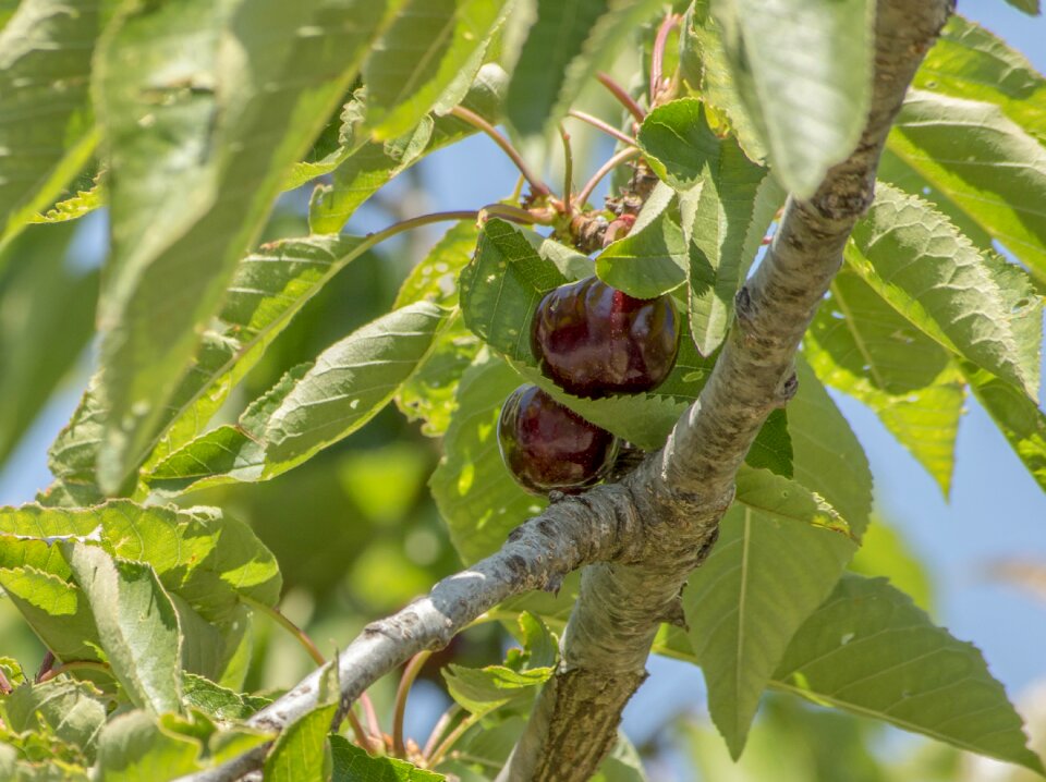 Nature flora tree