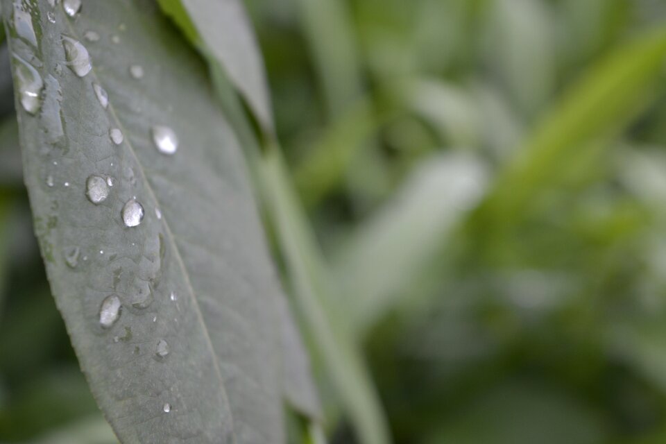 Drop rain closeup