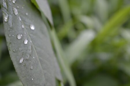 Drop rain closeup photo