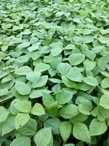 Food vegetable