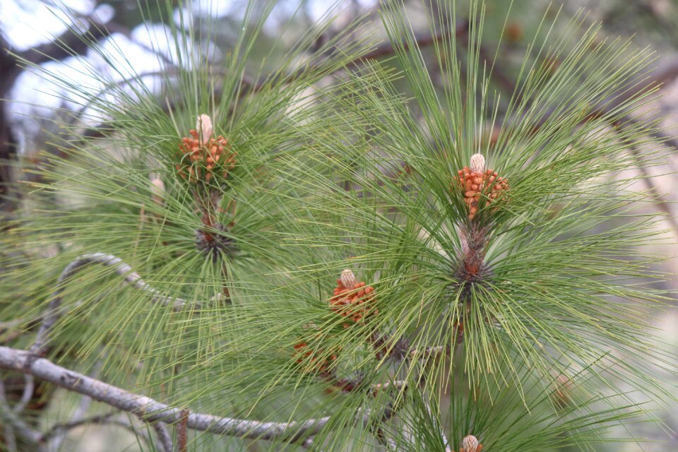 Pine flora outdoors