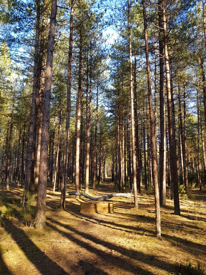 Forest horse jump wood