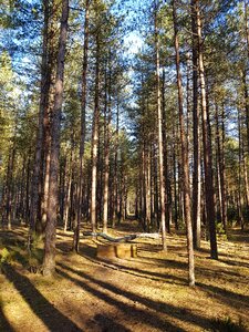 Forest horse jump wood