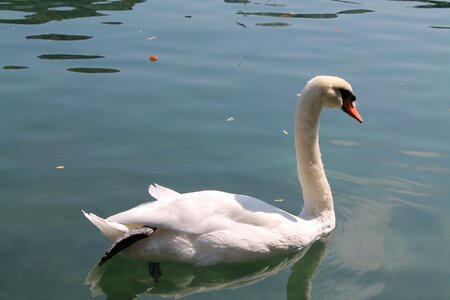 Water swan lake