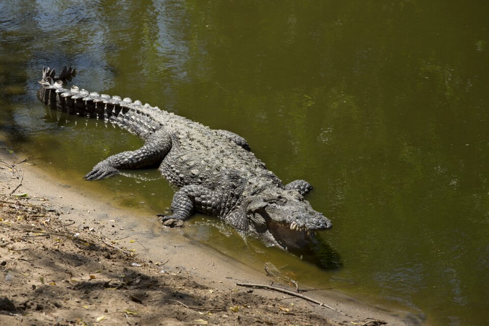 Body of water fauna alligator
