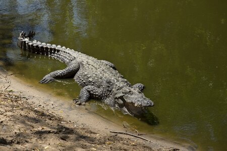 Body of water fauna alligator photo