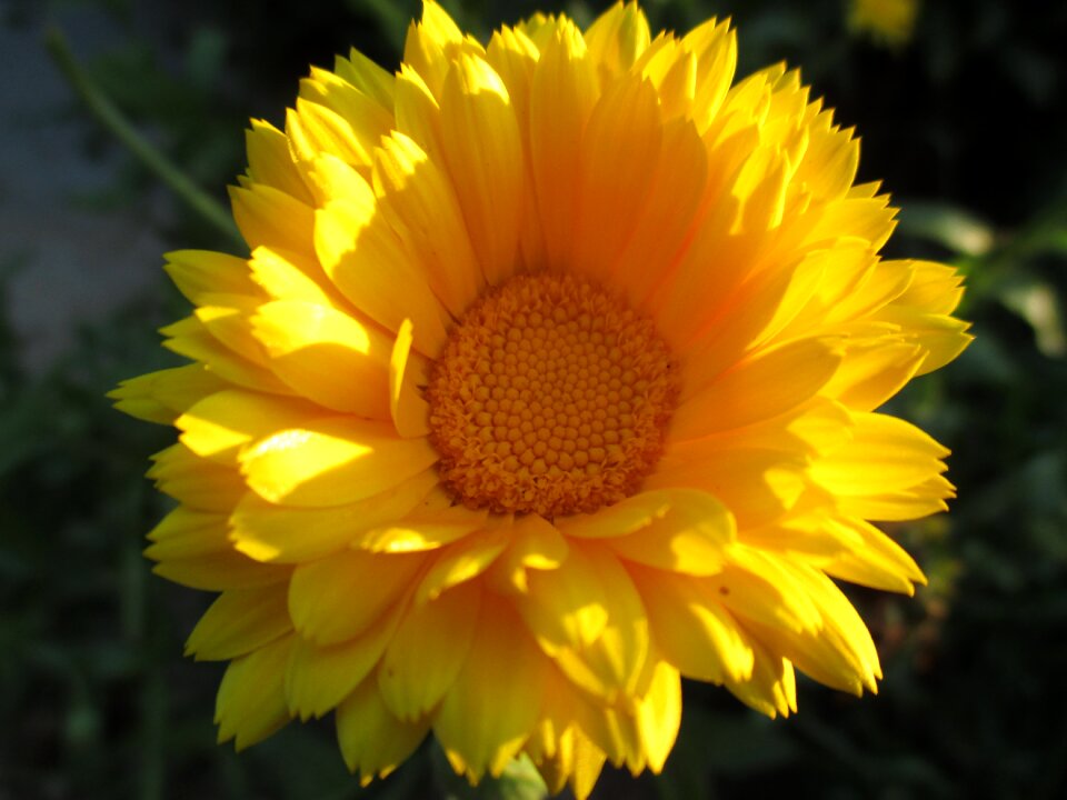 Summer leaf flowers
