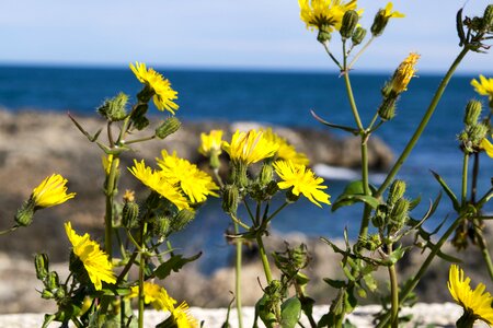 Summer sunny flowers photo