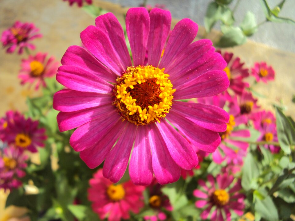 Flower my home phan thiet