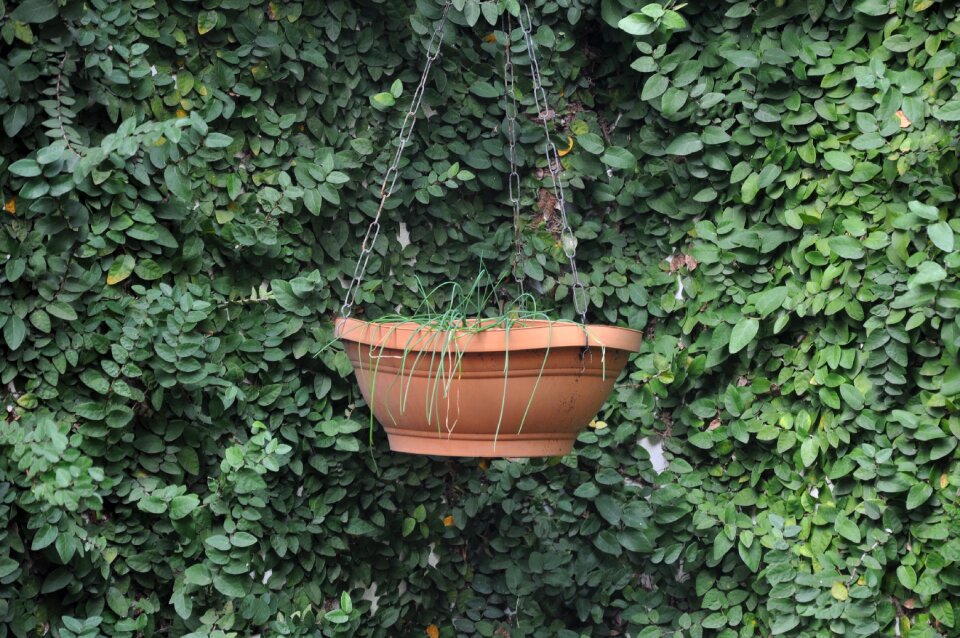 Leaf plant garden