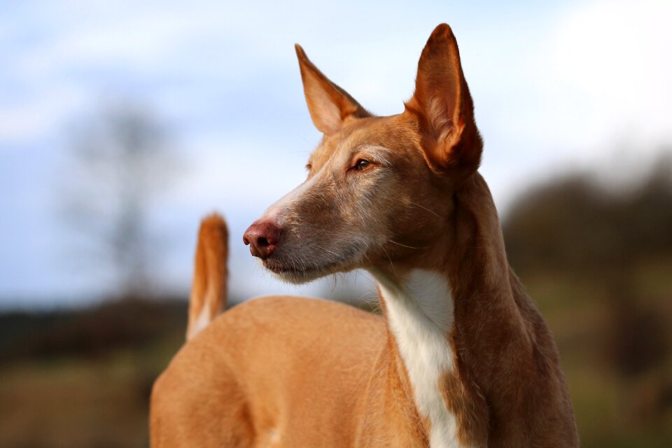 Podenco andaluz dog