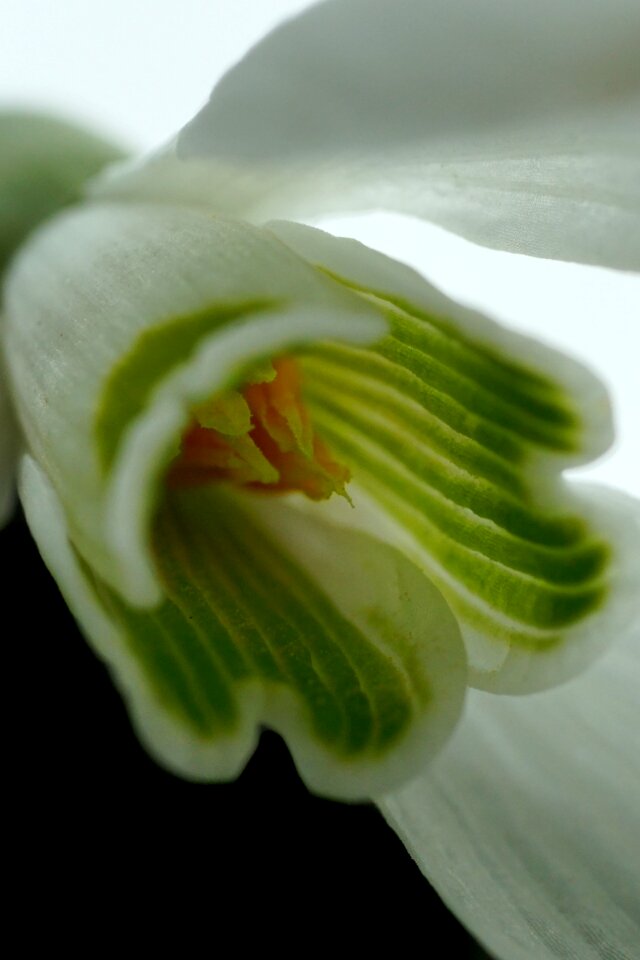 Nature plant color