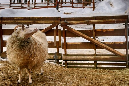 Sheep animal photo