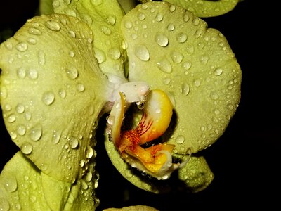 Background flower tropical exotic