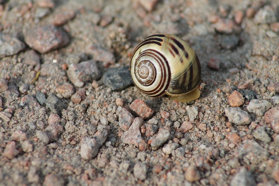 Animals land snail mollusk