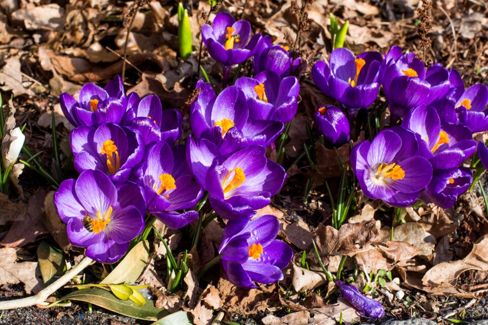 Flowers garden crocus