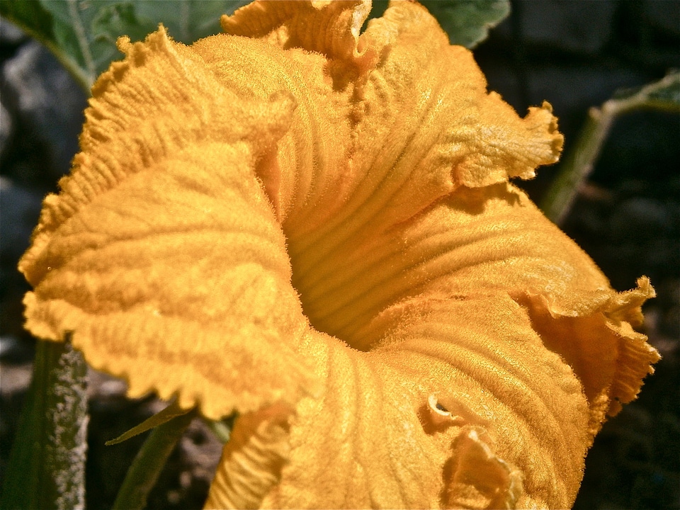 Pumpkin vegetable nature