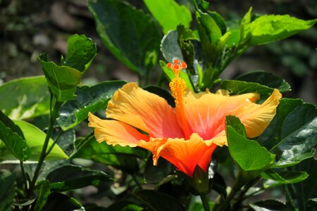 Garden flower outdoor