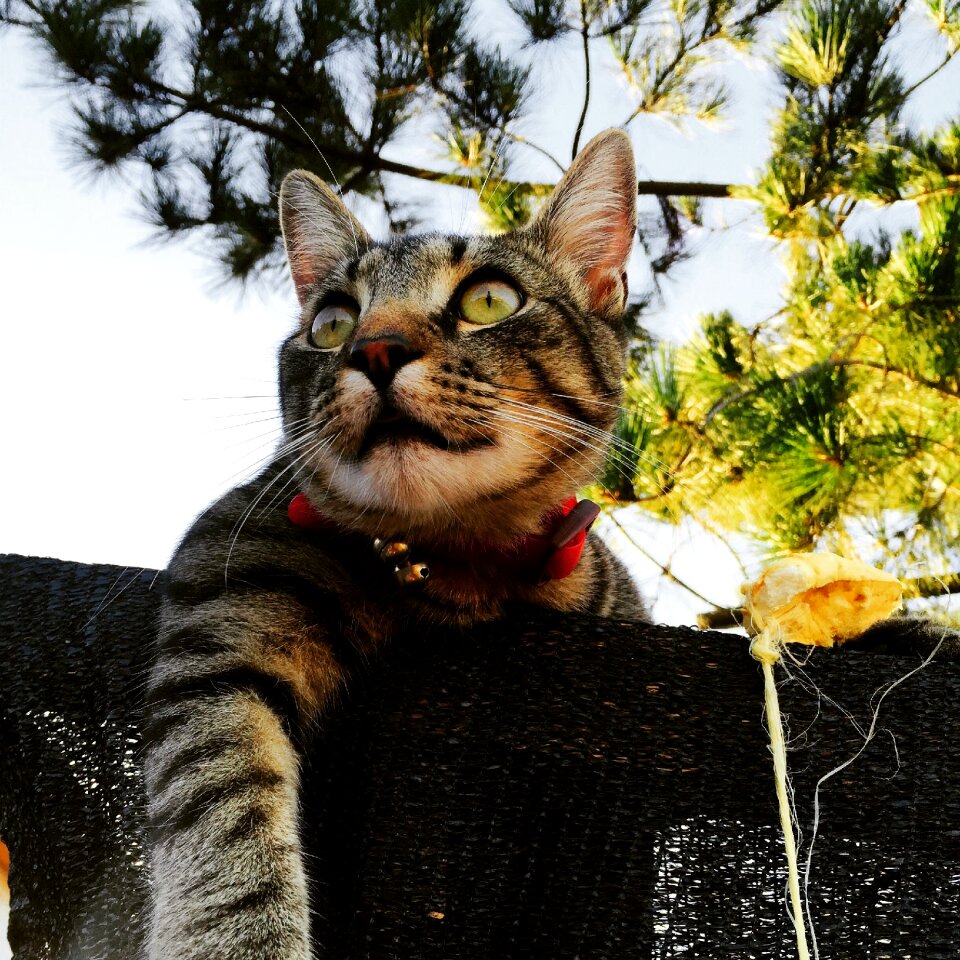 Portrait fur beautiful
