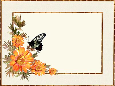 Insect frame