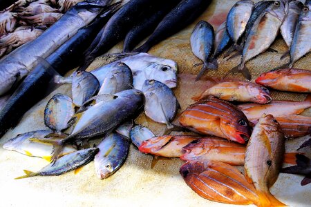 Fish eating sea