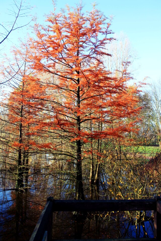 Nature landscape indian summer