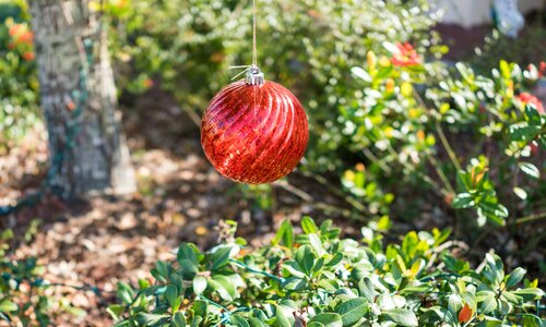 Garden fruit tree