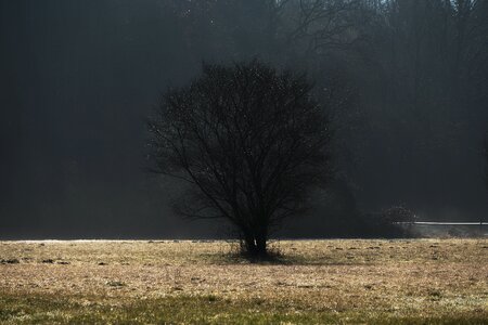 Backlighting meadow wet