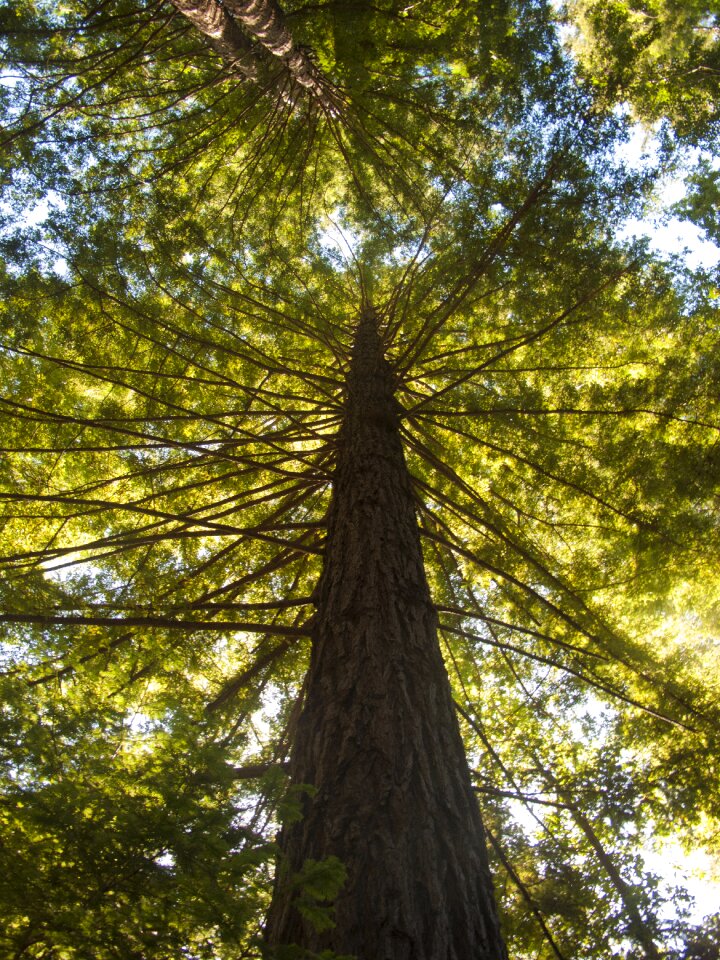 Leaf fair weather tallest
