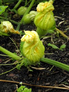 Nature vegetable agriculture