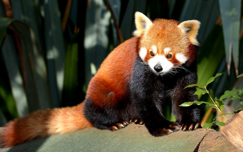 Mammal animal cute