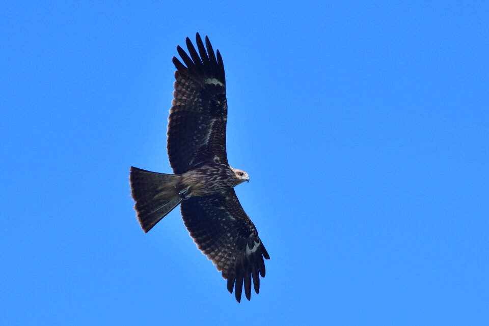 Wildlife bird of prey nature